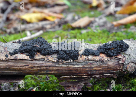 Exidia nigricans jelly champignon, connu sous le nom de beurre des sorcières Banque D'Images