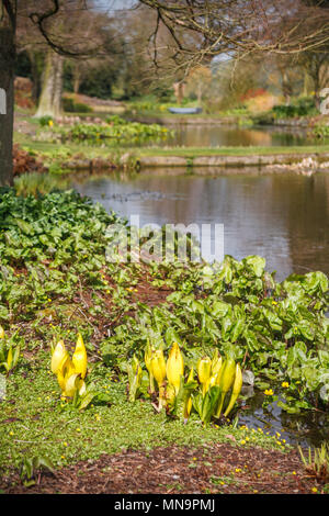 Lysichiton americanus (lysichiton jaune, American skunk-chou) de plus en plus terrain marécageux de l'étang dans le Beth Chatto gardens à Colchester, Essex Banque D'Images