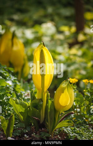 Lysichiton americanus (lysichiton jaune, American skunk-chou) avec fleur poussant dans les zones humides dans le jardin de Beth Chatto, Colchester, Essex Banque D'Images