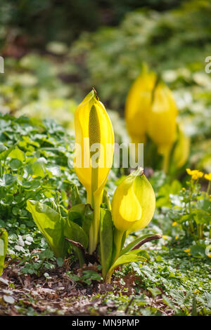 Lysichiton americanus (lysichiton jaune, American skunk-chou) avec fleur poussant dans les zones humides dans le jardin de Beth Chatto, Colchester, Essex Banque D'Images