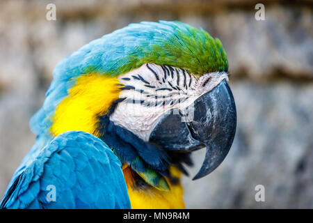 Un bleu-et-jaune macaw, portrait Banque D'Images