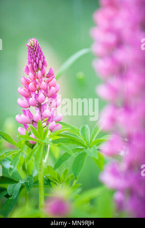 Lupins dans le pré Banque D'Images