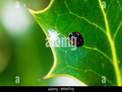 Un plan macro sur une petite coccinelle pin assis dans la partie inférieure d'une feuille de houx vert. Banque D'Images