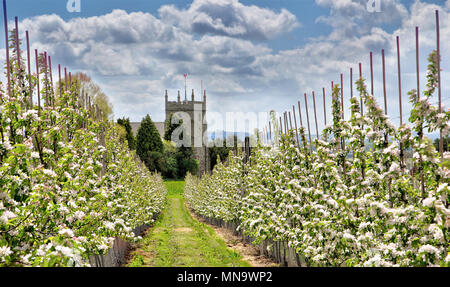 Pommiers à cidre en fleurs avec l'église en arrière-plan, Burghill, Herefordshire, UK Banque D'Images