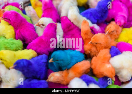 Les bébés de couleur des poulets. Un groupe de poussins de Pâques colorés, drôles. Banque D'Images