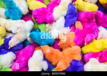 Les bébés de couleur des poulets. Un groupe de poussins de Pâques colorés, drôles. Banque D'Images