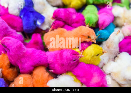 Les bébés de couleur des poulets. Un groupe de poussins de Pâques colorés, drôles. Banque D'Images