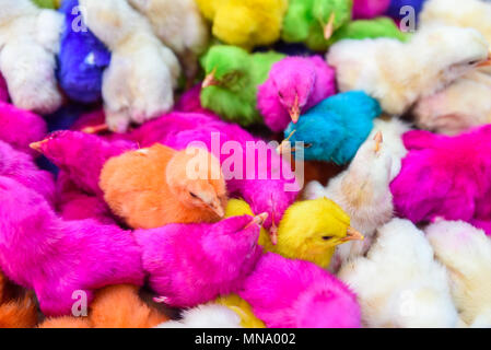 Les bébés de couleur des poulets. Un groupe de poussins de Pâques colorés, drôles. Banque D'Images