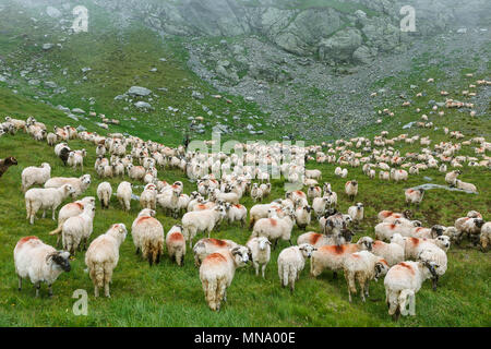 Troupeau de moutons sur les prés d'été dans les montagnes, Brasov, Roumanie Banque D'Images