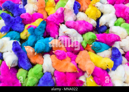 Les bébés de couleur des poulets. Un groupe de poussins de Pâques colorés, drôles. Banque D'Images