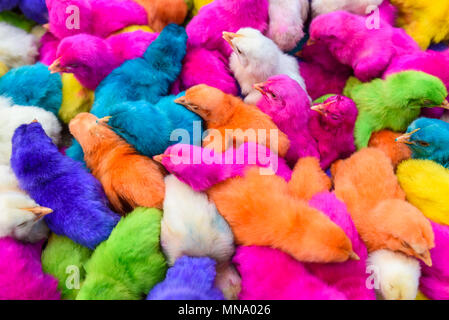 Les bébés de couleur des poulets. Un groupe de poussins de Pâques colorés, drôles. Banque D'Images