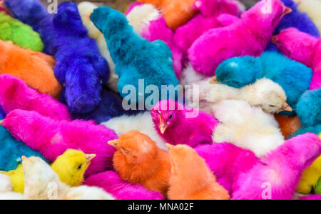 Les bébés de couleur des poulets. Un groupe de poussins de Pâques colorés, drôles. Banque D'Images