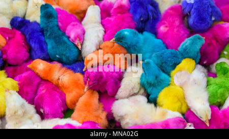 Les bébés de couleur des poulets. Un groupe de poussins de Pâques colorés, drôles. Banque D'Images