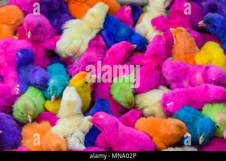 Les bébés de couleur des poulets. Un groupe de poussins de Pâques colorés, drôles. Banque D'Images