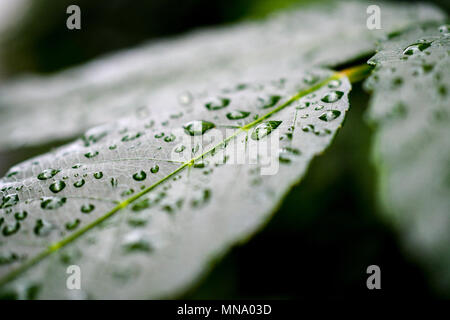 L'eau de pluie sur une feuille Banque D'Images