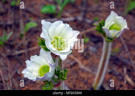 Alpine White anemone, anémone pulsatille des Alpes, Parc National des Ecrins Banque D'Images