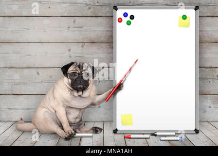 Le pug grave petit chien assis, pointant sur un tableau blanc en blanc jaune avec des notes et des aimants, sur un sol en parquet et d'arrière-plan Banque D'Images