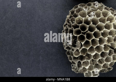 Rond, très vieux, gris et abandonnés nid de guêpes sur fond noir avec de l'espace libre de surface Banque D'Images