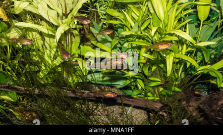 La prise d'un groupe d'ember tetra dans un aquarium de poissons tropicaux. Banque D'Images