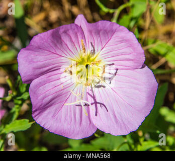 La dame rose, Oenothera speciosa, est une fleur sauvage montré ici dans une parcelle expérimentale sur la rivière Rouge Nation Wildlife Refuge dans le nord-ouest de la Louisiane. Banque D'Images