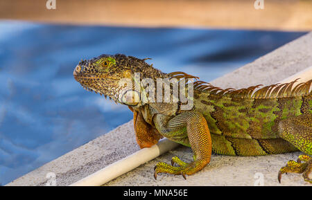 Iguana on Dock Banque D'Images