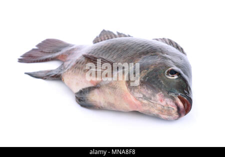 Les poissons,Oreochromis nilotica isolé sur fond blanc Banque D'Images