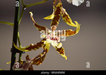 Tessa Brassia orchidées jaunes et bruns Photo d'une seule fleur. Orchidée Nature Botanica phytologie BIOLOGIE Plantes Fleurs. Le 5 mai 2018. Spai de Madrid Banque D'Images