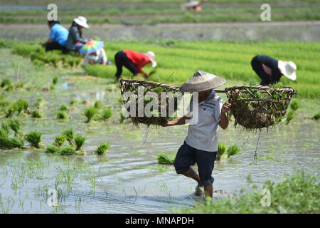 Zunyi, dans la province du Guizhou en Chine. 16 mai, 2018. Les villageois travaillent dans les terres agricoles en Liangfeng Village de Yuging dans le comté de Zunyi, dans la province du Guizhou en Chine du sud-ouest, le 16 mai 2018. Crédit : Il Chunyu/Xinhua/Alamy Live News Banque D'Images