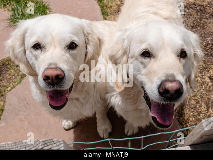 Deux chiens Golden Retriever de couleur platine Banque D'Images