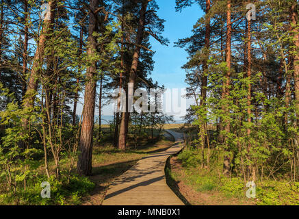 Un chemin menant à la mer Baltique. Paysage avec forêt de pins, de ciel bleu, la mer et le sable sur journée ensoleillée d'été Banque D'Images