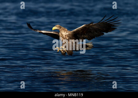 L'aigle de mer. Pygargue à queue blanche. Seeadler. Banque D'Images