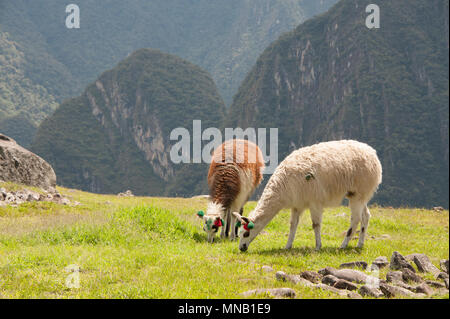 Deux lamas pâturage sur le magnifique paysage de Machu Picchu au Pérou Banque D'Images