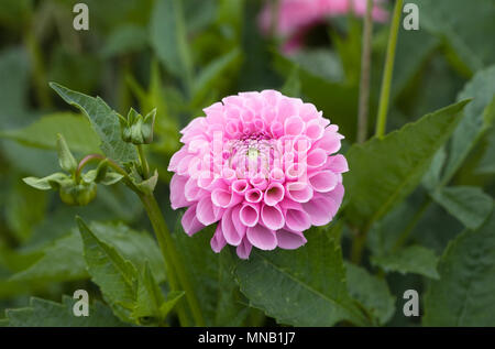 Dahlia 'Tahoma Dame Oh' fleur. Banque D'Images