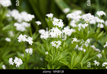 Le Galium odoratum des fleurs au printemps. Sweet Woodruff. Banque D'Images