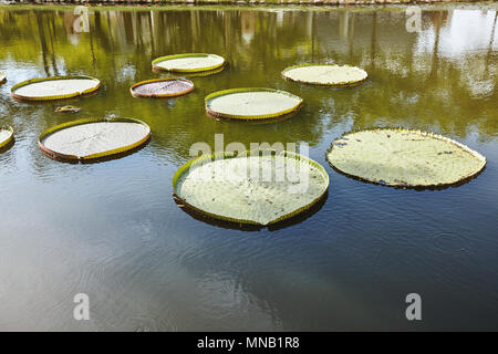 Un groupe de grand livre vert feuilles de lotus dans l'étang avec la réflexion de la lumière sur l'eau tranquille Banque D'Images