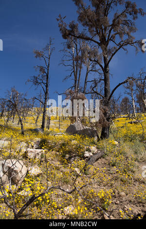 Fleurs sauvages de la récupération à la brûlure de la zone 2016 feu de cheminée près de la limite du comté deTulare-Kern dans le sud de la Sierra Nevada en Californie USA Banque D'Images