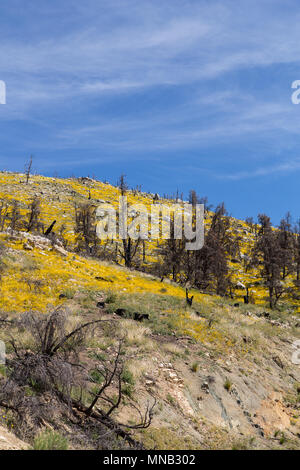 Fleurs sauvages de la récupération à la brûlure de la zone 2016 feu de cheminée près de la limite du comté deTulare-Kern dans le sud de la Sierra Nevada en Californie USA Banque D'Images