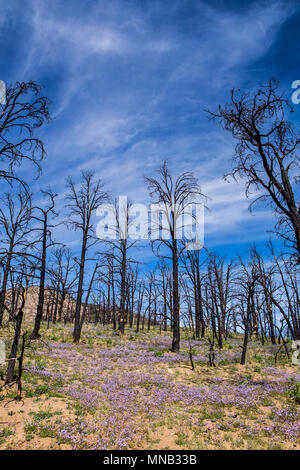 Fleurs sauvages de la récupération à la brûlure de la zone 2016 feu de cheminée près de la limite du comté deTulare-Kern dans le sud de la Sierra Nevada en Californie USA Banque D'Images