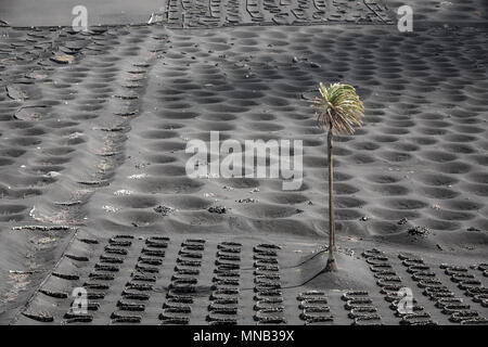 LA GERIA, Lanzarote, îles Canaries, Espagne : cratères ou alvéoles en noir sable appelée Zocos, plants de vigne étaient peut croître, dans le vin très spécialisés g Banque D'Images
