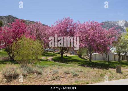 Redbud tree la floraison le long de la route dans l'Est de la Sierra Nevada en Californie USA Banque D'Images