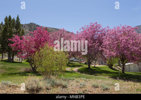 Redbud tree la floraison le long de la route dans l'Est de la Sierra Nevada en Californie USA Banque D'Images