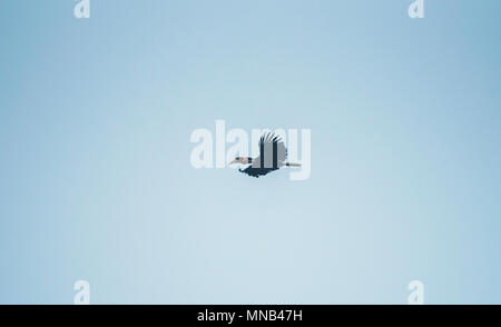 Calao Rhyticeros undulatus nimbés, calao, flying on blue sky Banque D'Images