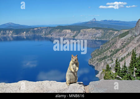 Golden spermophile à mante dorée ou Chipmunk posant dans Crater Lake National Park, États-Unis Banque D'Images