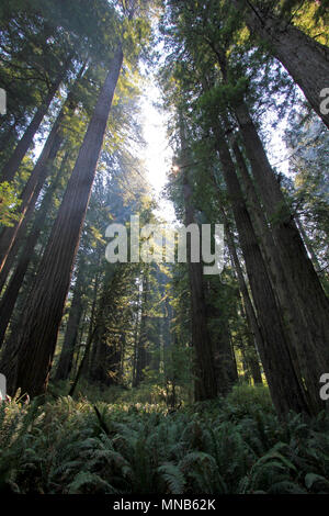 En vertu de la redwood dans le Natianol Séquoia Park, California, USA, contrejour photographie Banque D'Images