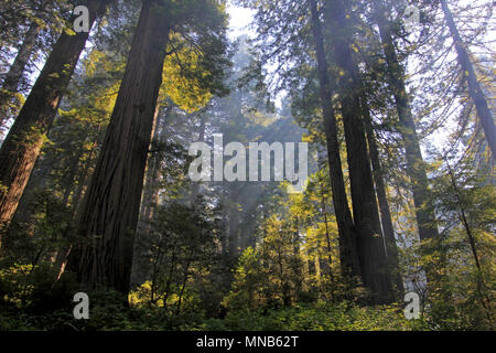 En vertu de la redwood dans le Natianol Séquoia Park, California, USA, contrejour photographie Banque D'Images