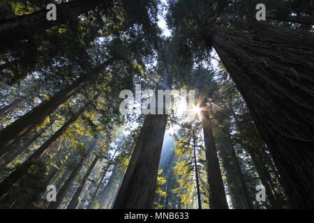 En vertu de la redwood dans le Natianol Séquoia Park, California, USA, contrejour photographie Banque D'Images