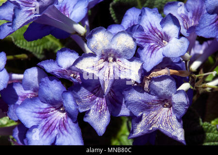 L'Australie, Sydney Cape violette fleurs primrose Banque D'Images