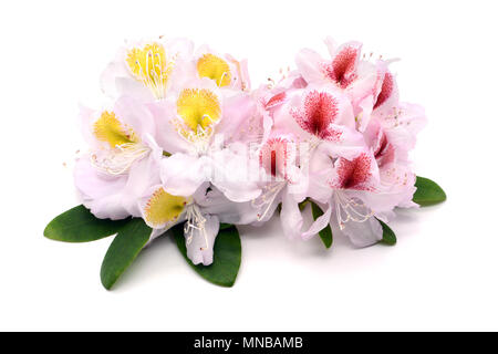 Deux têtes de fleurs de Rhododendron en blanc jaune rose sur blanc fond isolé. Banque D'Images
