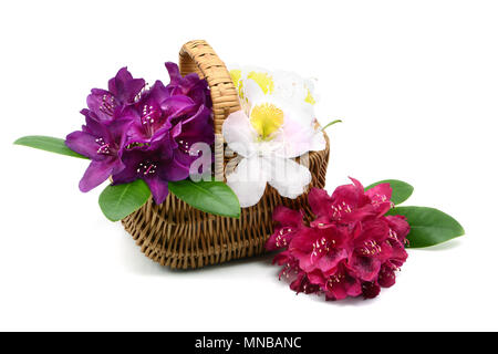 Groupe de Rhododendron capitules violet, rose jaune dans un panier sur fond blanc isolé. Banque D'Images