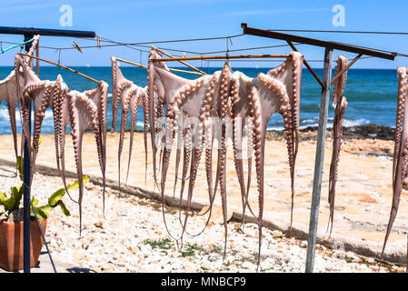 Certains poulpes sont séchées au soleil sur la côte de Denia (Alicante) Photo:Eduardo Manzana Banque D'Images